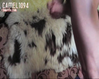 camel1094