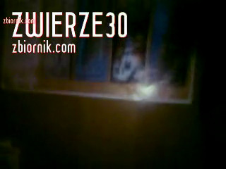 Zwierze30