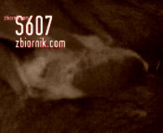 MOV02748.3GP