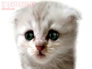 starszakwlkp