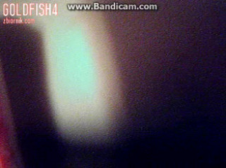 goldfish4