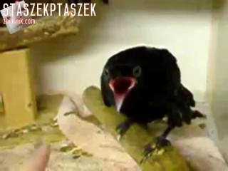 Funny Om Nom Nom Bird - YouTube.mp4