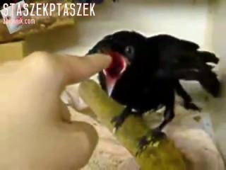 Funny Om Nom Nom Bird - YouTube.mp4