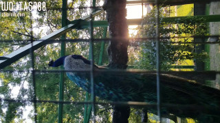 20180520_195129.mp4