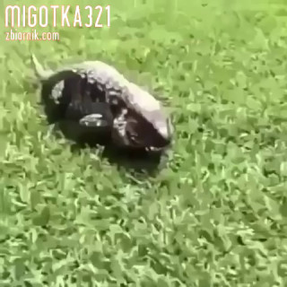 migotka321