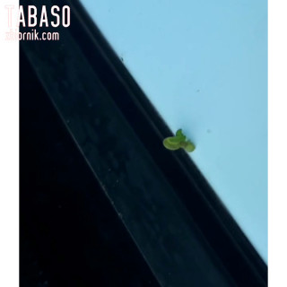 InShot_20190614_133129550.mp4