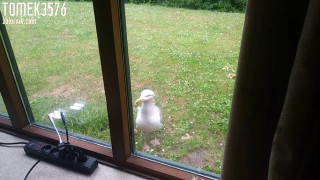 20190605_083227.mp4