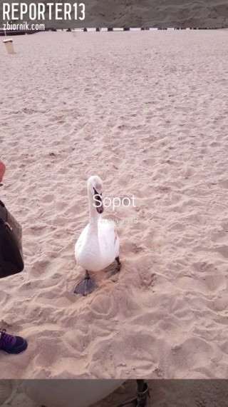 Sopot.mp4
