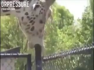 drPressure