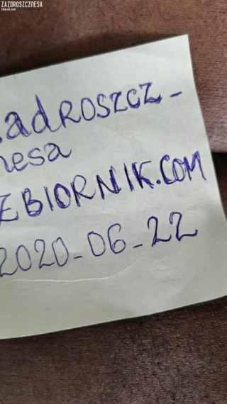 zazdroszcznesa
