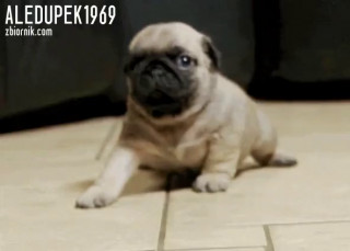 VID-20201019-WA0000.mp4