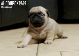 VID-20201019-WA0000.mp4
