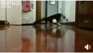 received_1137766703243810.mp4