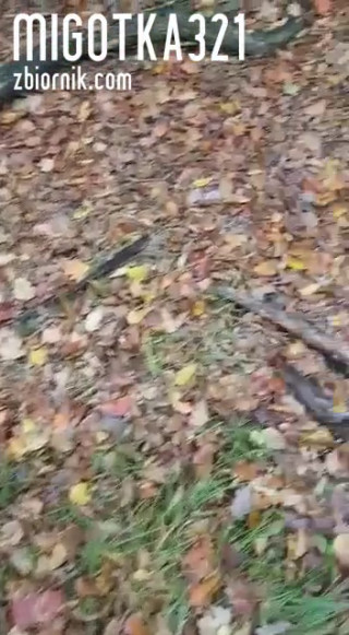 received_447513072564551.mp4