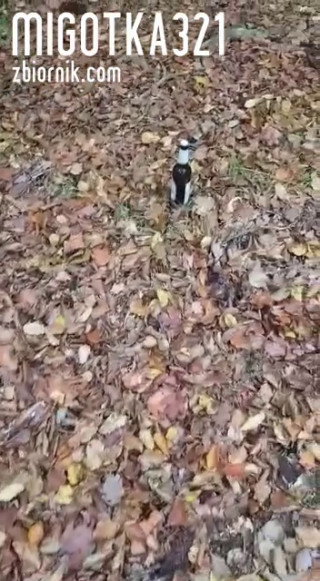 received_447513072564551.mp4
