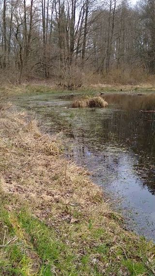 VID_20210326_144600281.mp4