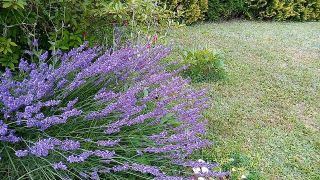VID_20210726_083753.mp4