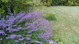 VID_20210726_083753.mp4