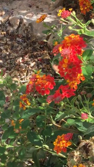 trim.6206B78A-662D-4BE1-A52F-EE490234E636.MOV