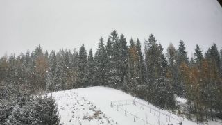 Zima