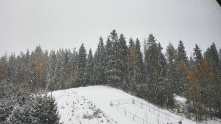 Zima