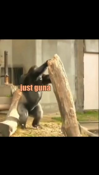 Psotny_Gorylek