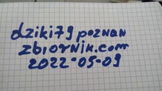 dziki79poznan