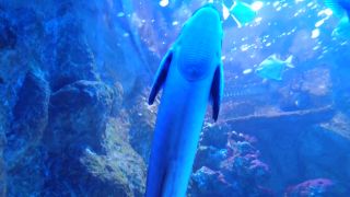 IMG_3836.MOV