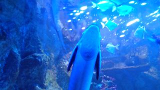 IMG_3836.MOV