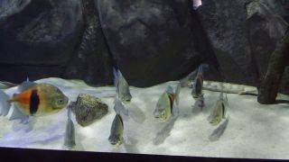 IMG_3826.MOV