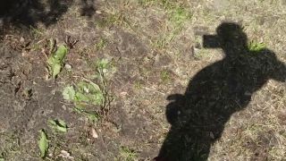 VID_20220611_111921.mp4