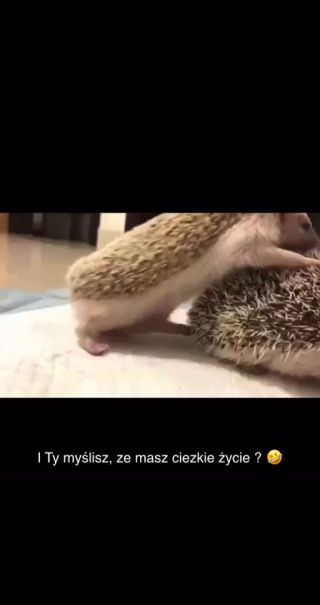 Kasztelan_niepasteryzowany