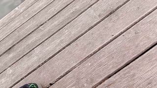 VID_20220821_131053.mp4