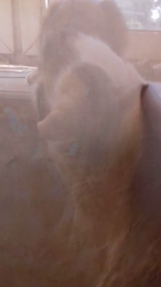 20210720_083303.mp4