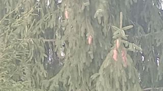 VID_20230324_150225852.mp4