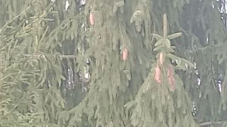 VID_20230324_150225852.mp4