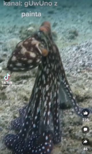 PannaBurzanna