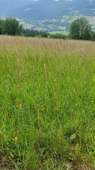 VID_20230701_162538.mp4
