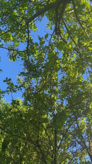 IMG_4767.mov