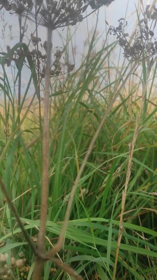VID_20240815_075714.mp4