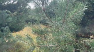 IMG_7294.mov