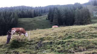 IMG_1231.mov