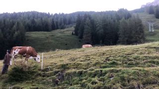 IMG_1231.mov