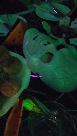 VID-20241027-WA0017.mp4