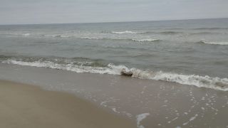 VID_20241130_095333.mp4