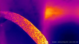 PARD_20250403_205958.MP4