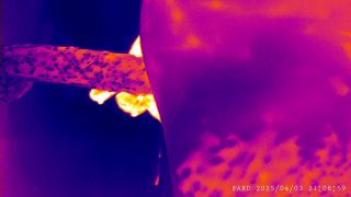 PARD_20250403_210859.MP4