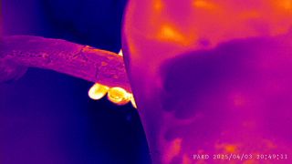 PARD_20250403_204905.MP4