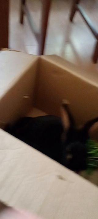 Piękna