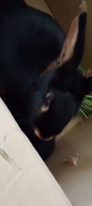Piękna